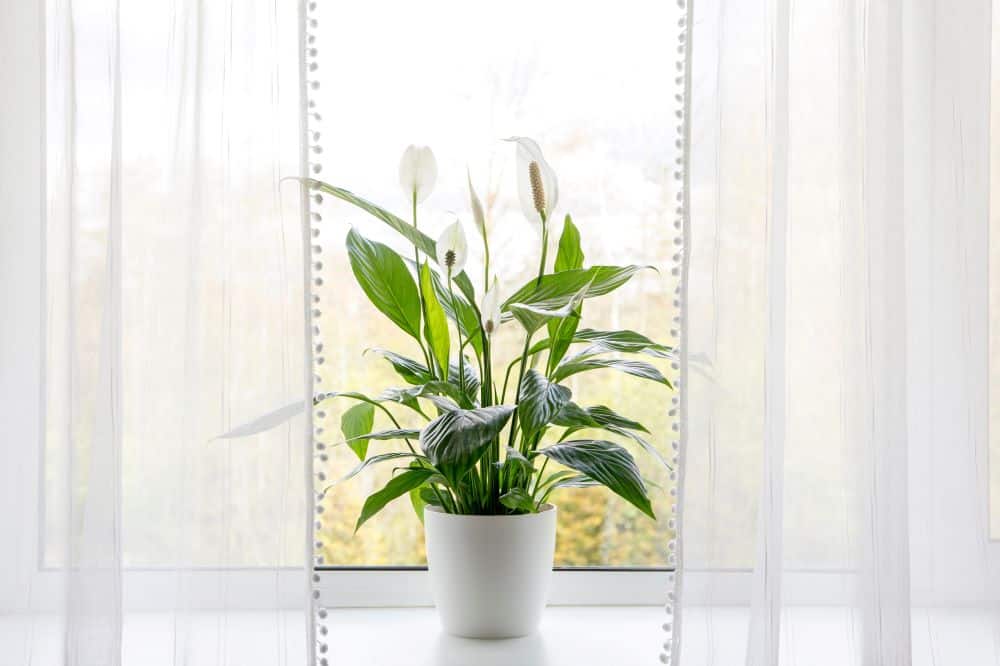 Plant near window